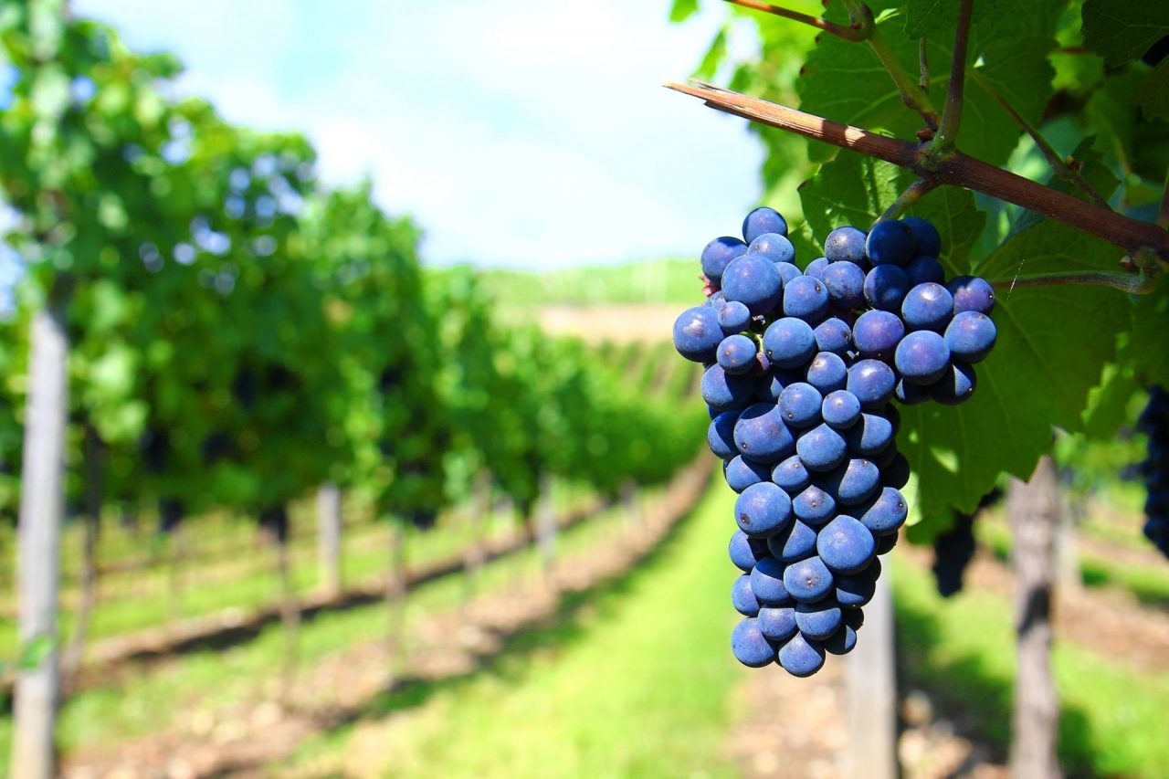 La vendemmia italiana inizia in Lombardia