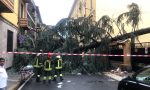 Il maltempo sradica un albero a Monza: feriti una donna e due bambini FOTO