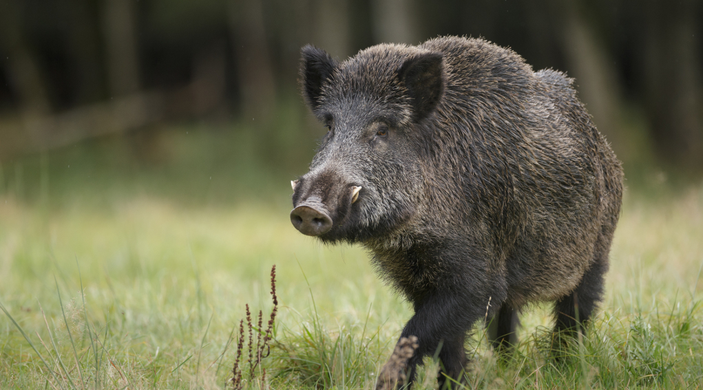 Avvistato un cinghiale a Trezzo sull’Adda