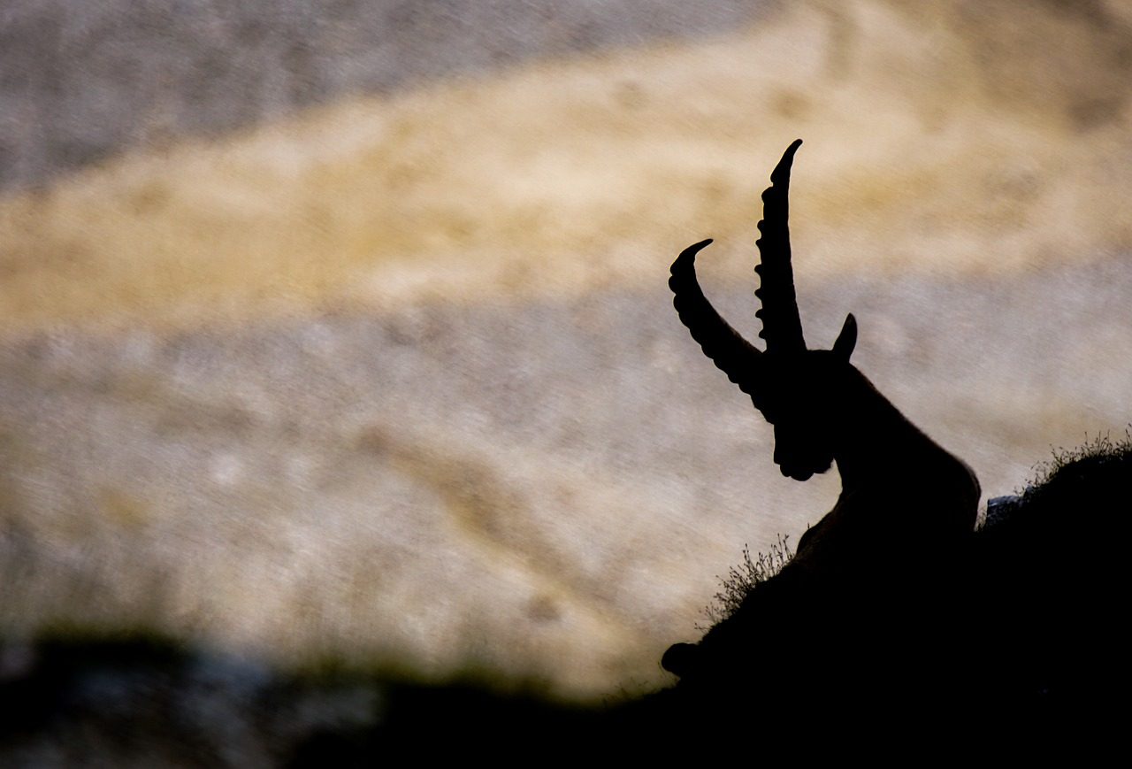Stambecco decapitato in Val Gerola: si sospetta la mano dei bracconieri FOTO SHOCK