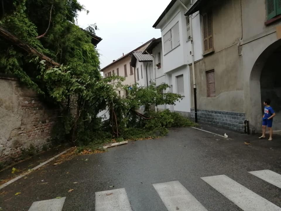 Maltempo, diversi alberi caduti FOTO E VIDEO
