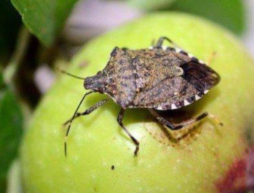 Cimice asiatica: danni enormi alle coltivazioni