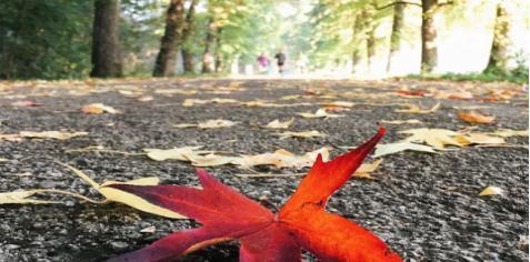 Reggia di Monza, lunedì riparte il photo contest dedicato al foliage