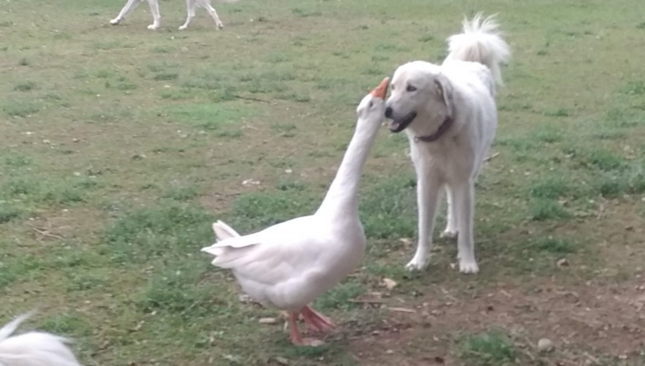 Un’oca e un cane diventano inseparabili – VIDEO