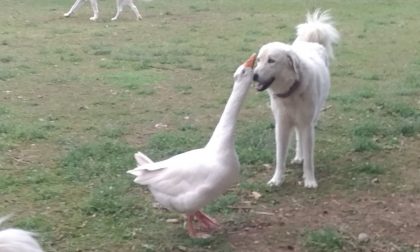 Un'oca e un cane diventano inseparabili - VIDEO