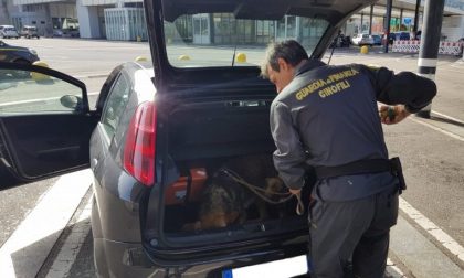 Dogana svizzera, cane poliziotto fiuta... banconote VIDEO