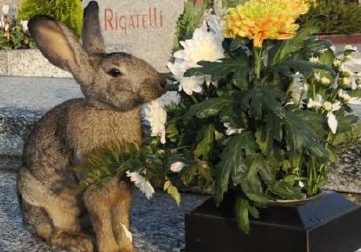 Portati via  i conigli che avevano "invaso" il cimitero