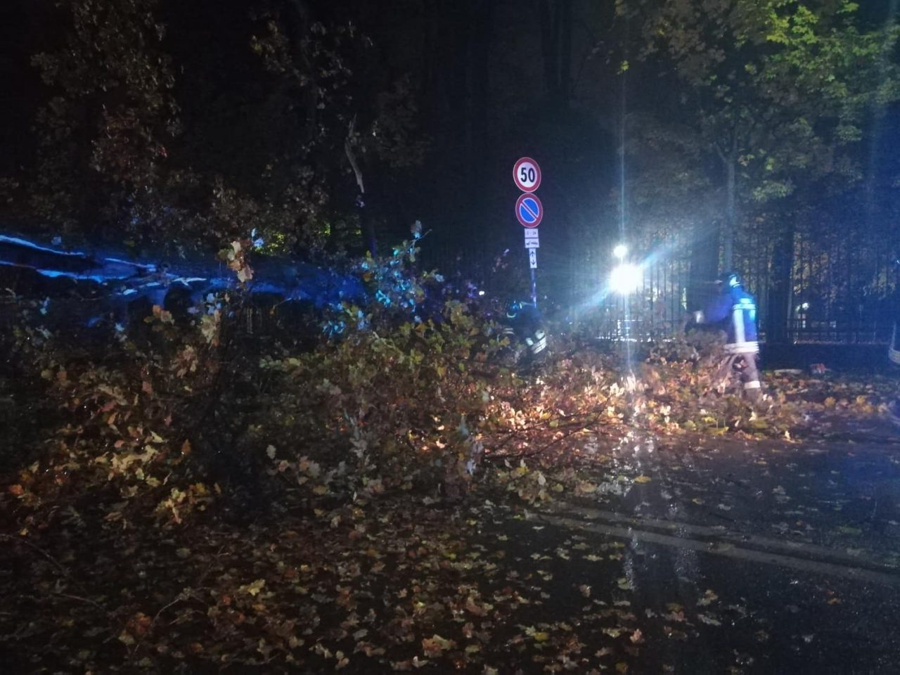 Tragedia sfiorata, albero si abbatte sulla Provinciale