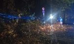 Tragedia sfiorata, albero si abbatte sulla Provinciale