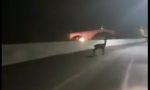 Bambi si lancia dal ponte per sfuggire a un motociclista VIDEO SHOCK