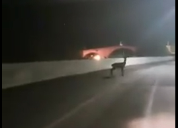 Bambi si lancia dal ponte per sfuggire a un motociclista VIDEO SHOCK