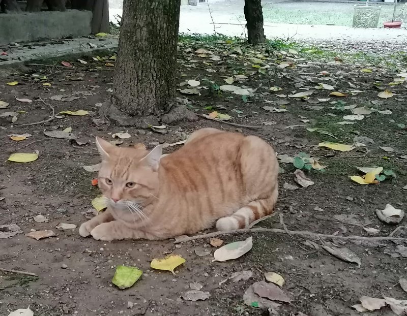 Gatto Hero-Nello Rossini in giardino-FB-0010