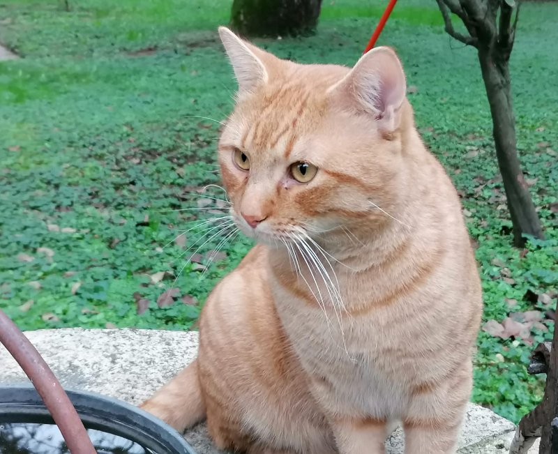 Hero-Nello Rossini in giardino-fb-0015 (1)