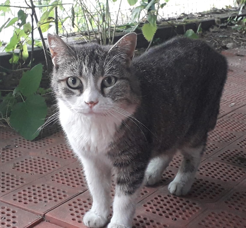 Gattine investite e uccise da pirata della strada