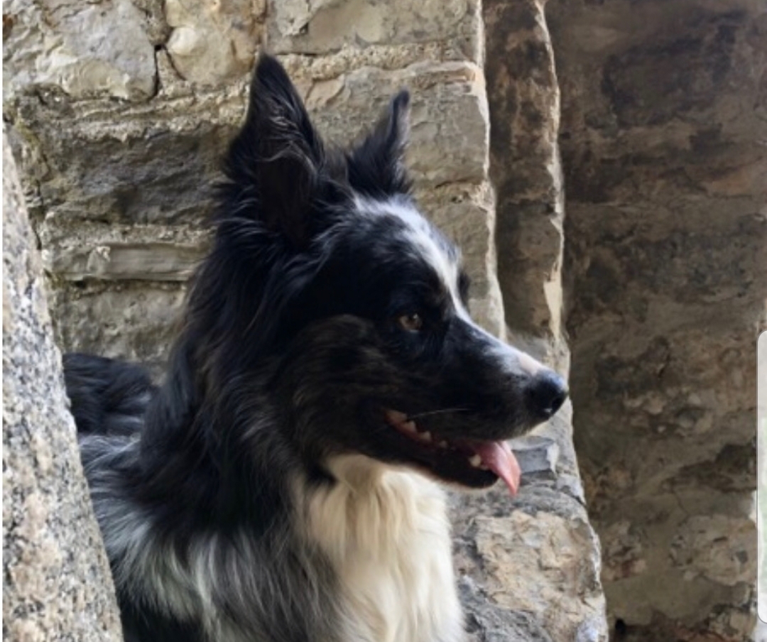Cagnolina avvelenata salva per miracolo