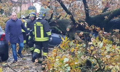 Maltempo in Brianza: albero sradicato a Mezzago distrugge una macchina FOTO