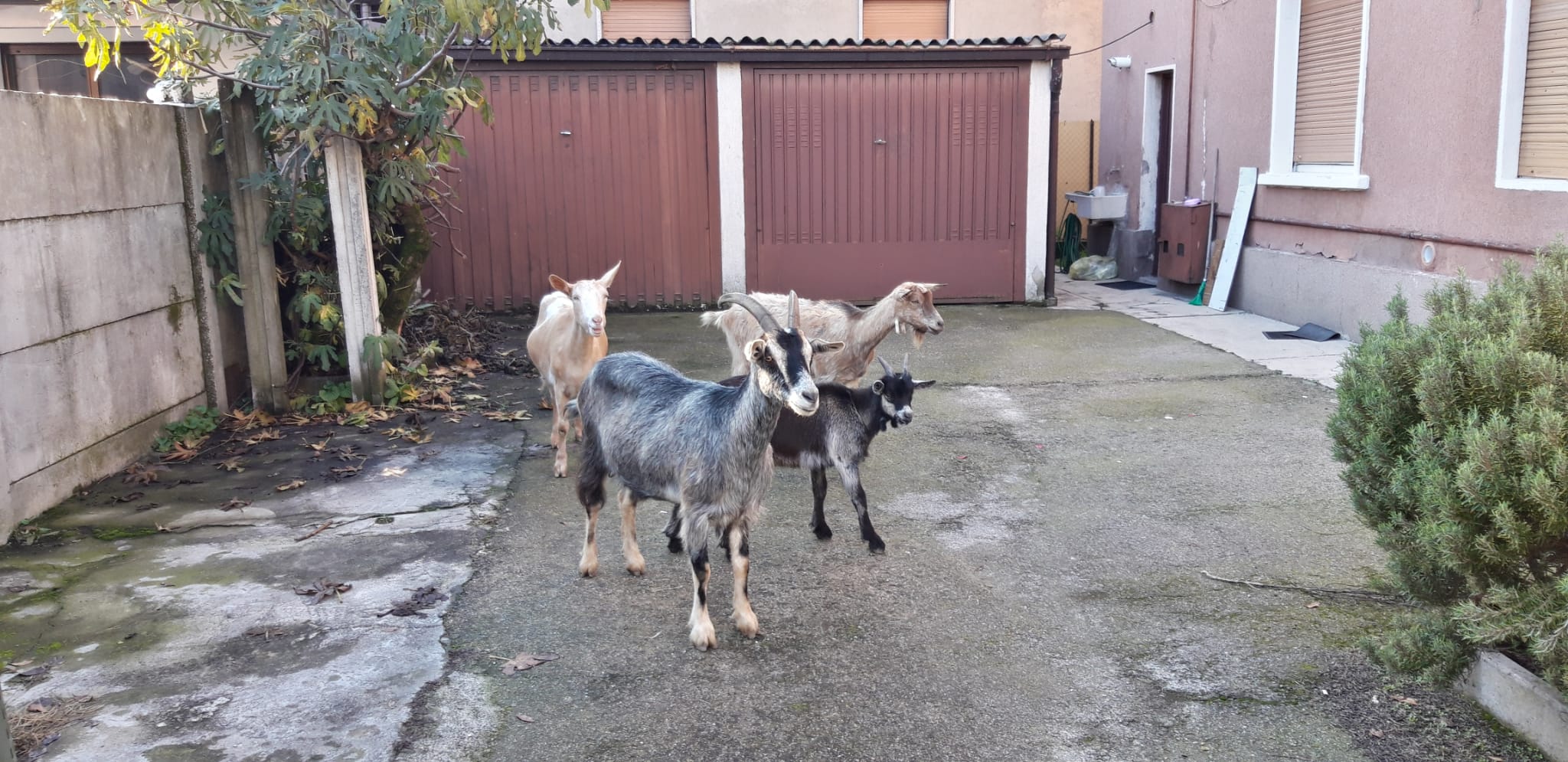 Cesano Maderno, recuperate quattro capre in fuga