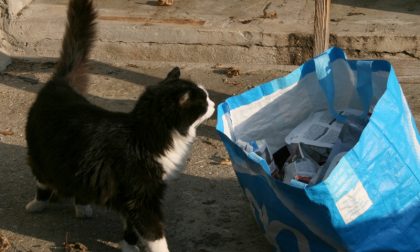 Raccolta alimentare per cani e gatti in difficoltà