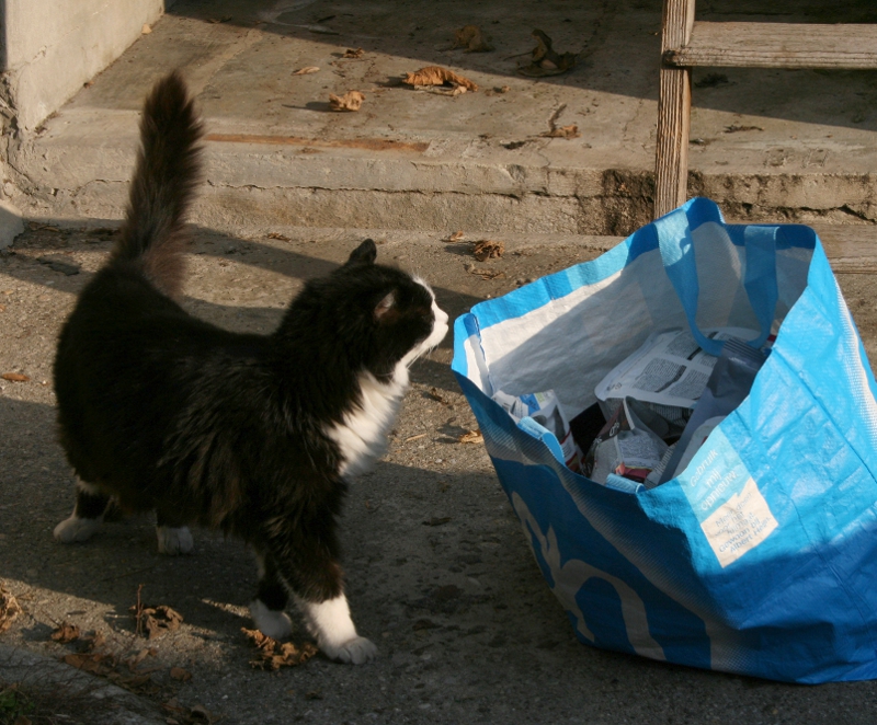 Raccolta alimentare per cani e gatti in difficoltà