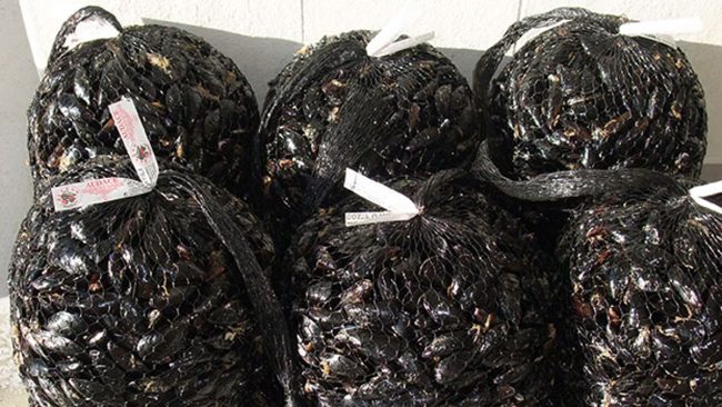 Escherichia coli nelle cozze “Muscolo spezzino”: attenzione