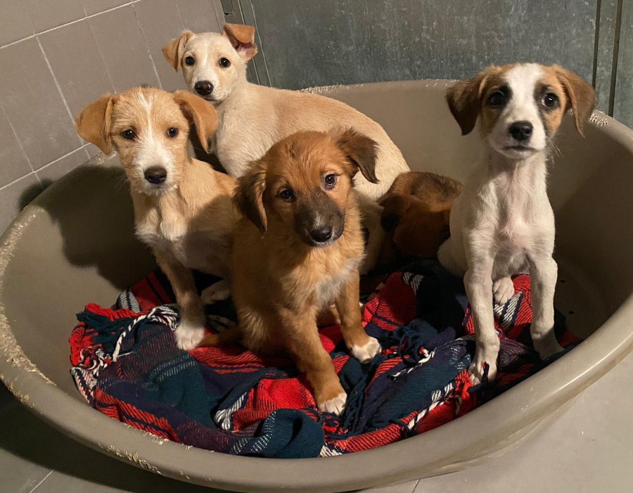 Cucciolata abbandonata in uno scatolone a Monza