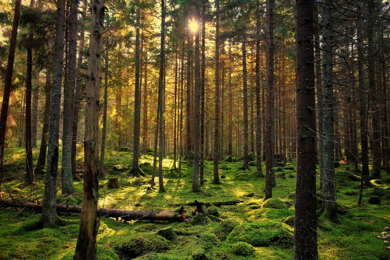 Giornata dell’albero: il Pd per una Lombardia più verde
