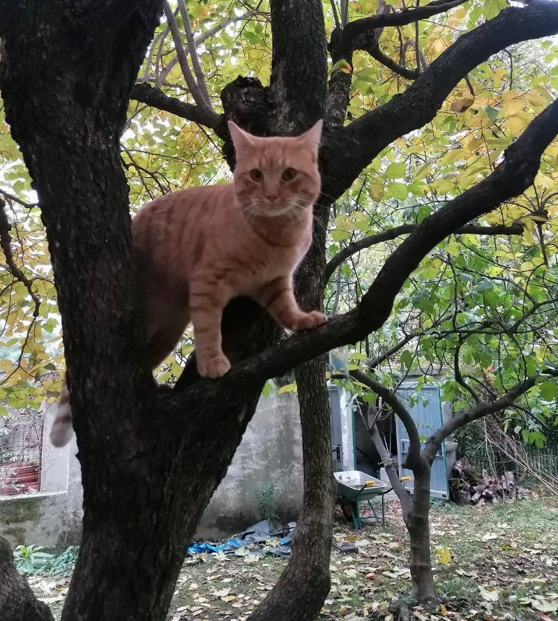 gatto Hero su albero-fb-0009