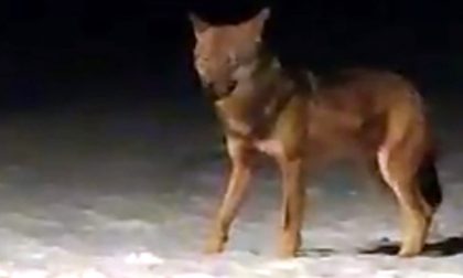 Allerta nel Parco del Curone per la presenza di un lupo: trovate sbranate diverse pecore