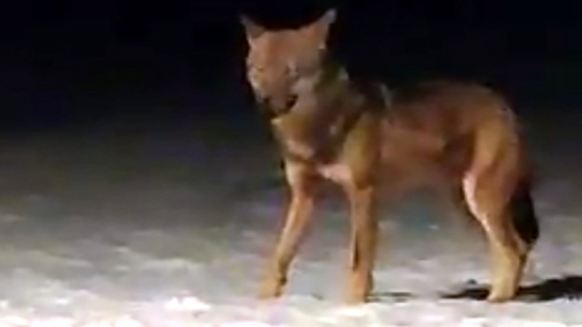 Allerta nel Parco del Curone per la presenza di un lupo: trovate sbranate diverse pecore