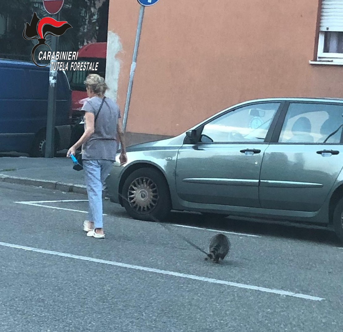 Un procione come animale da compagnia: denunciata