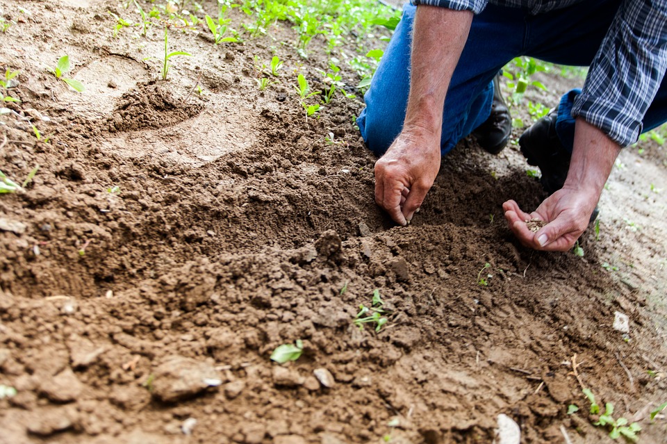 Cinquanta nuovi alberi a Carate Brianza