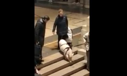 Maiale al guinzaglio in Stazione Centrale: il VIDEO diventa virale