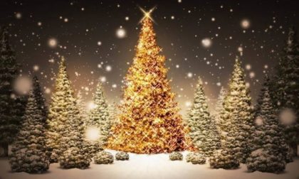 Bernareggio regala una seconda vita agli alberi di Natale