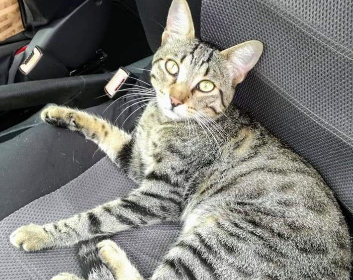Sparito un gatto dalla colonia felina, i volontari: “E’ malato, ha bisogno di cure”