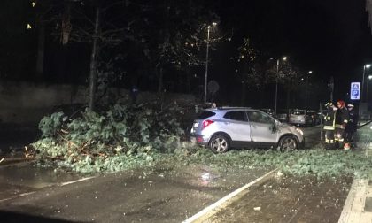 Piante si abbattono su due auto a Lentate