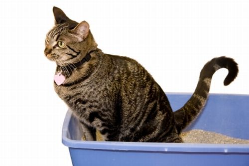 Dopo l’Ecuosacco a Concorezzo si guarda all’Ecuo… Gatto