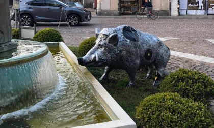 A Meda un cinghiale in piazza Cavour