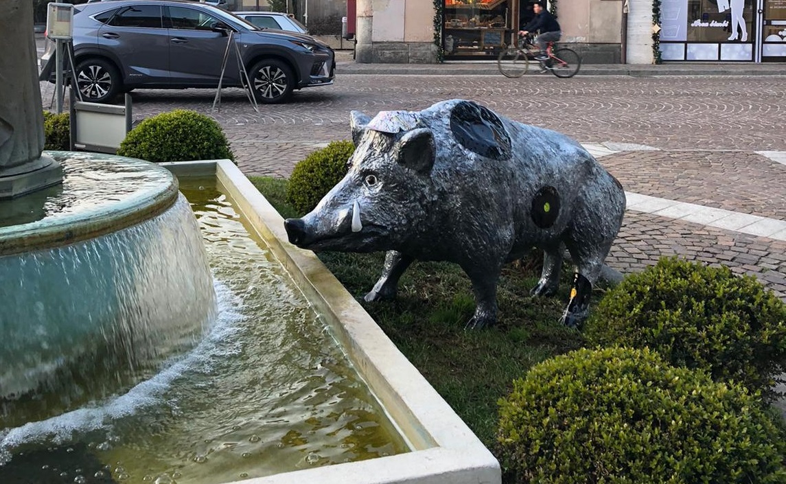 A Meda un cinghiale in piazza Cavour