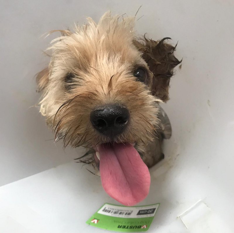 Lieto fine per Donut: il cagnolino maltrattato ha una nuova famiglia