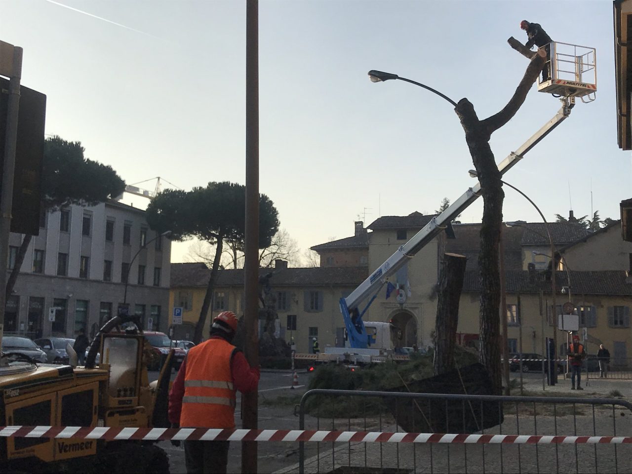 Tagliati i pini marittimi nella piazza del Comune: esplode la polemica FOTO