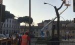 Tagliati i pini marittimi nella piazza del Comune: esplode la polemica FOTO