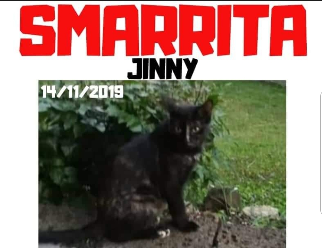 Appende volantini per cercare il gatto e viene multata