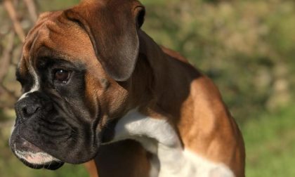 Il cucciolo di boxer più bello abita a Trezzo sull'Adda