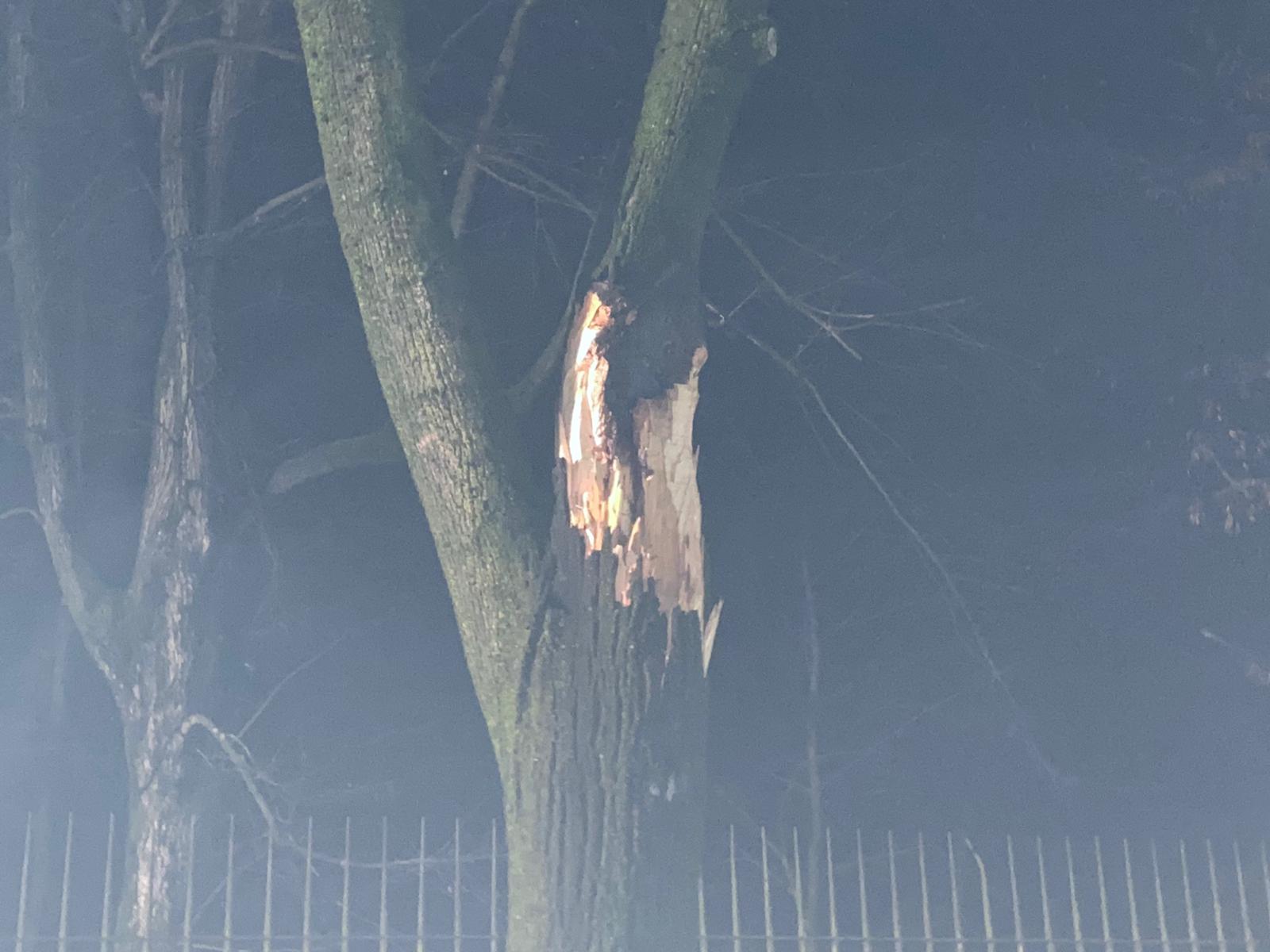 camion contro albero (1)