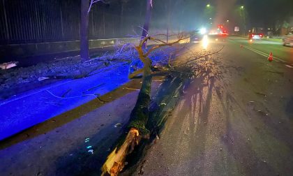 Camion contro albero, intervengono i Vigili del fuoco