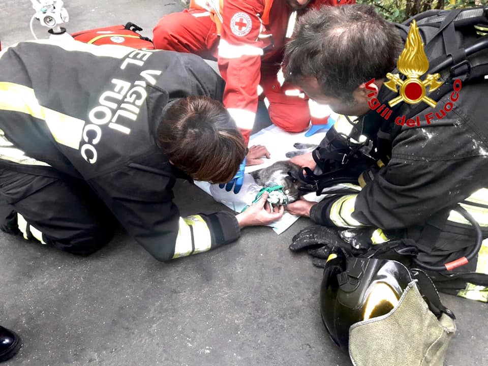 Incendio in casa: pompieri salvano gatto privo di conoscenza FOTO E VIDEO
