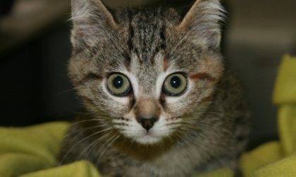 Il linguaggio felino: se ne parla il 19 febbraio a Monza