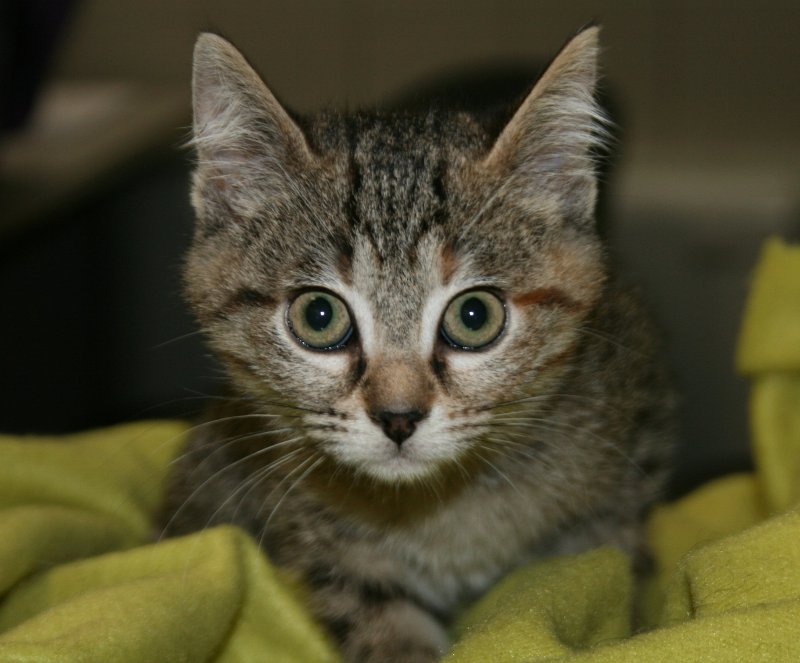 Il linguaggio felino: se ne parla il 19 febbraio a Monza