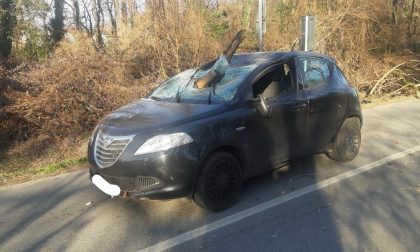 Tragedia sfiorata a Lentate: l'albero cade mentre passano in auto FOTO