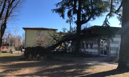 Vento forte in Brianza: un pino si abbatte sul tetto della Biblioteca di Carnate